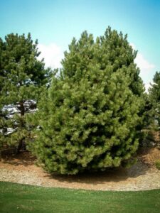 Сосна Чёрная (Pinus Nigra) купить по цене от 270.00р. в интернет-магазине «Посадика» с доставкой почтой в в Бирюсинске и по всей России – [изображение №1].