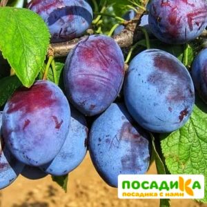 Слива Чачакская ранняя купить по цене от 229.00р. в интернет-магазине «Посадика» с доставкой почтой в в Бирюсинске и по всей России – [изображение №1].