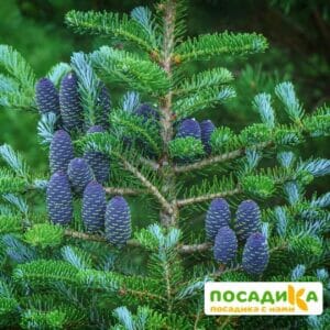 Пихта корейская (Abies koreana) купить по цене от 450.00р. в интернет-магазине «Посадика» с доставкой почтой в в Бирюсинске и по всей России – [изображение №1].