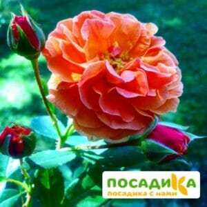 Роза Арабия купить по цене от 350.00р. в интернет-магазине «Посадика» с доставкой почтой в в Бирюсинске и по всей России – [изображение №1].