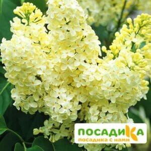 Сирень Примроуз (Primrose) купить по цене от 529.00р. в интернет-магазине «Посадика» с доставкой почтой в в Бирюсинске и по всей России – [изображение №1].