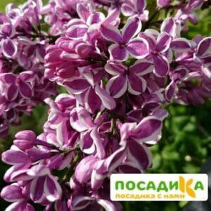 Сирень Сенсация купить по цене от 529.00р. в интернет-магазине «Посадика» с доставкой почтой в в Бирюсинске и по всей России – [изображение №1].