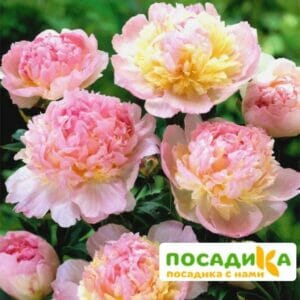 Пион Распберри Сандей (Paeonia Raspberry Sundae) купить по цене от 959р. в интернет-магазине «Посадика» с доставкой почтой в в Бирюсинске и по всей России – [изображение №1].