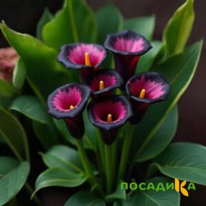 Калла Аура Лейс купить по цене от 400р. в интернет-магазине «Посадика» с доставкой почтой в в Бирюсинске и по всей России – [изображение №1].