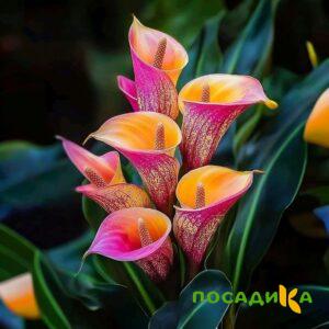 Калла Оникс купить по цене от 450р. в интернет-магазине «Посадика» с доставкой почтой в в Бирюсинске и по всей России – [изображение №1].