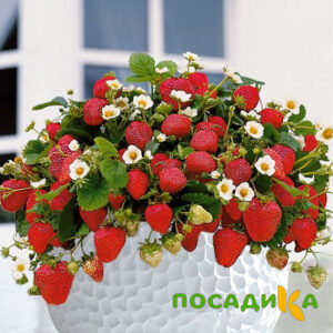 Клубника Рубиновый Шепот (горшечная) купить по цене от 240р. в интернет-магазине «Посадика» с доставкой почтой в в Бирюсинске и по всей России – [изображение №1].