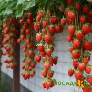 Клубника вьющаяся Комплимент купить по цене от 470р. в интернет-магазине «Посадика» с доставкой почтой в в Бирюсинске и по всей России – [изображение №1].