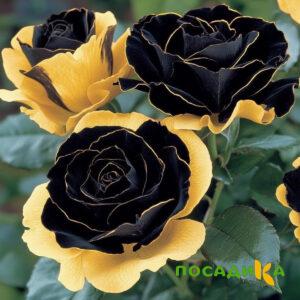 Роза Ханни Сикл купить по цене от 700р. в интернет-магазине «Посадика» с доставкой почтой в в Бирюсинске и по всей России – [изображение №1].